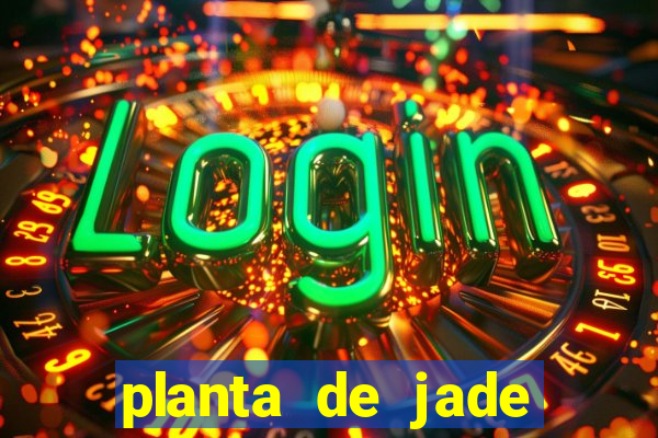 planta de jade significado espiritual